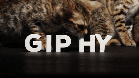 Why do we love gifs so much?